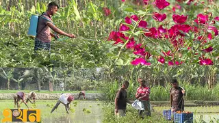 ফসলের হাসিতেই কৃষকের বসন্ত